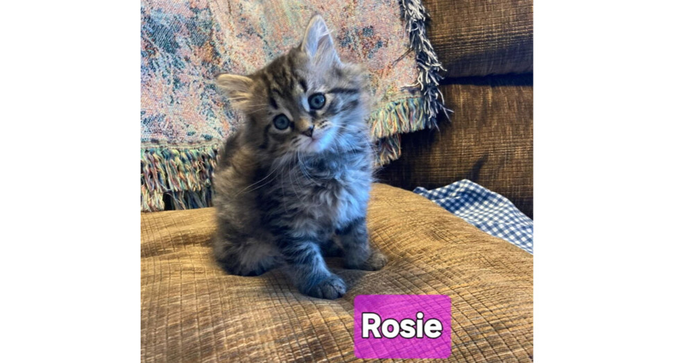 Rosie