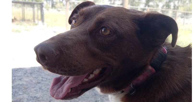 Lainey, an adoptable Cattle Dog in Challis, ID, 83226 | Photo Image 1