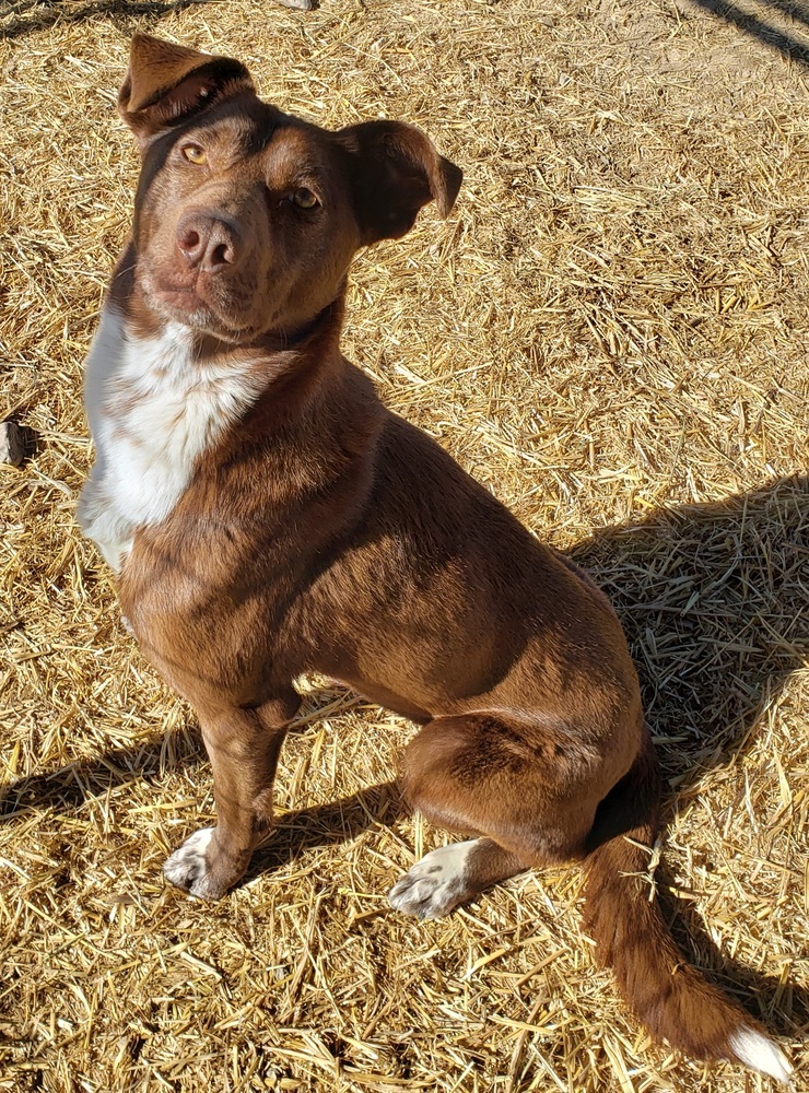 Lainey, an adoptable Cattle Dog in Challis, ID, 83226 | Photo Image 2