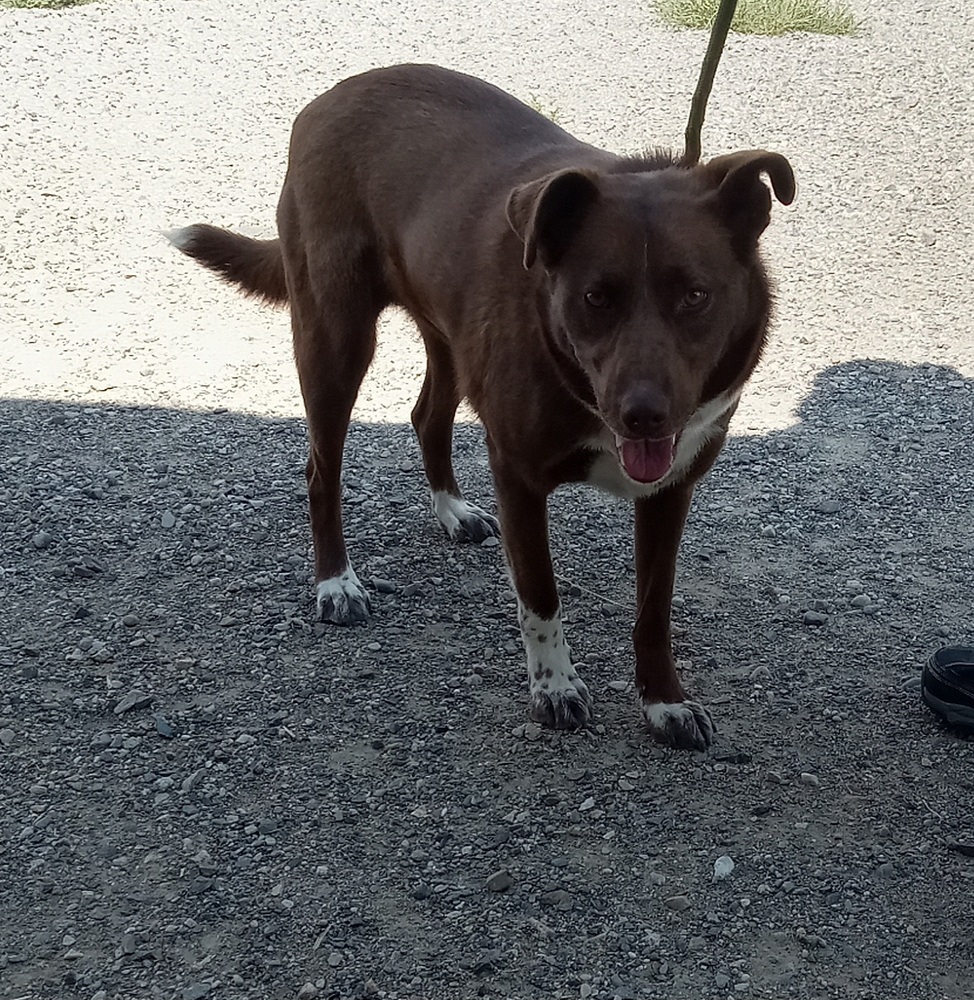 Lainey, an adoptable Cattle Dog in Challis, ID, 83226 | Photo Image 3