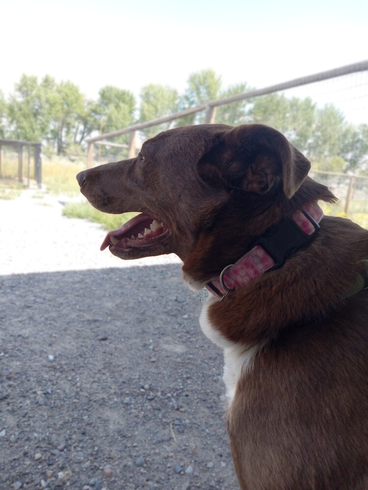 Lainey, an adoptable Cattle Dog in Challis, ID, 83226 | Photo Image 6