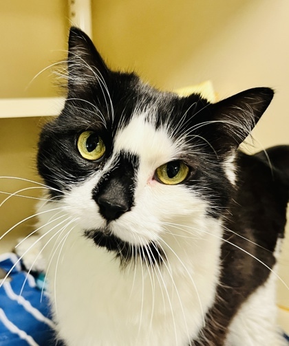 Mulan (FIV +)