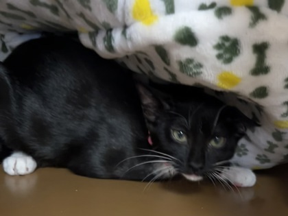 Meko $25