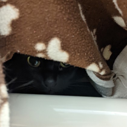 Gremlin (Bashful Buddy)