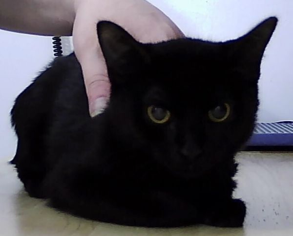 Josie