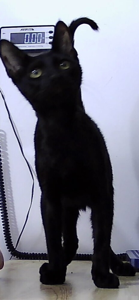 Grady