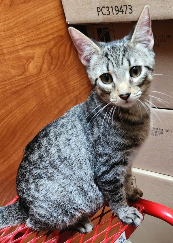 Pawtrick Stewart