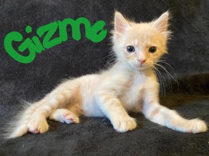 Gizmo