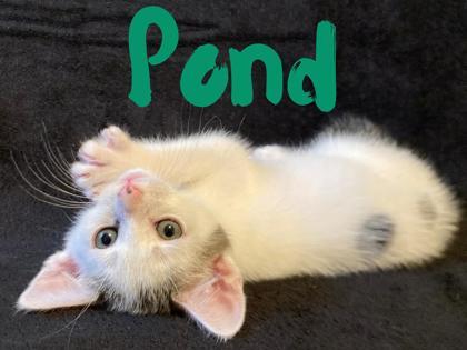 Pond