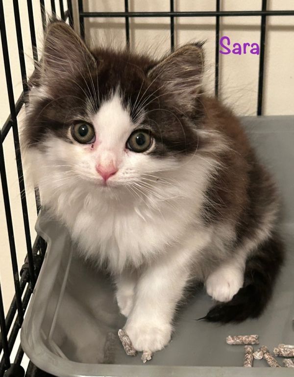 Sara