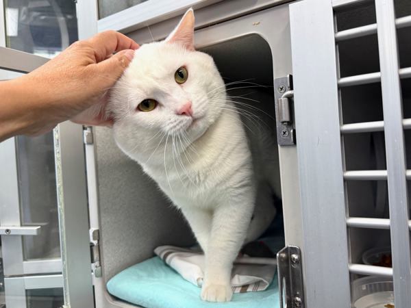 Snowball
