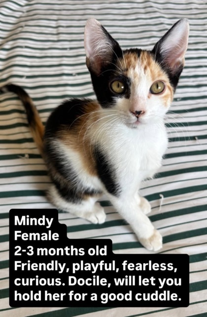 Mindy
