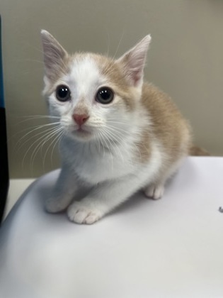 Clawde Lemew