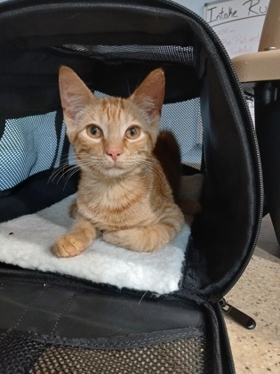 Cheddar