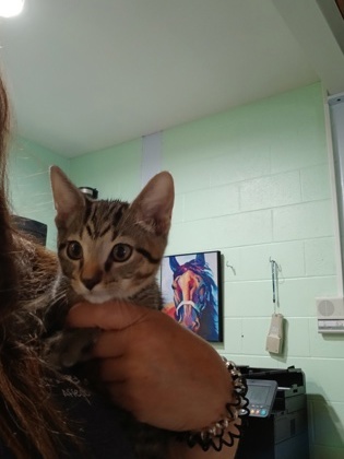 Sir Pounce a lot