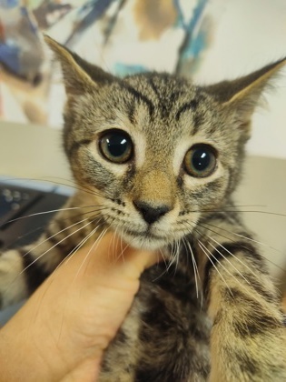 Peanut $25 fostered see note