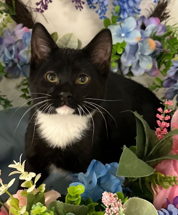 6/6/25 - Maui Meowie