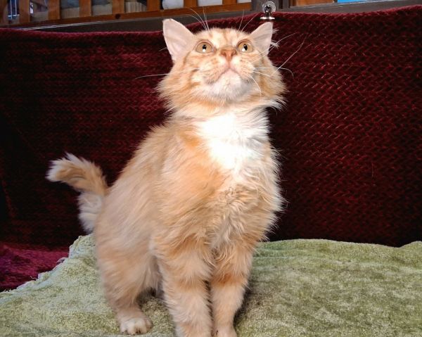 Mr.LOVER