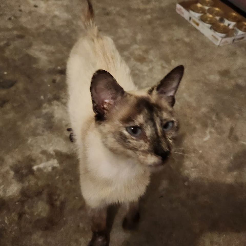 Bella