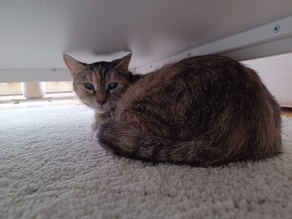 Leia