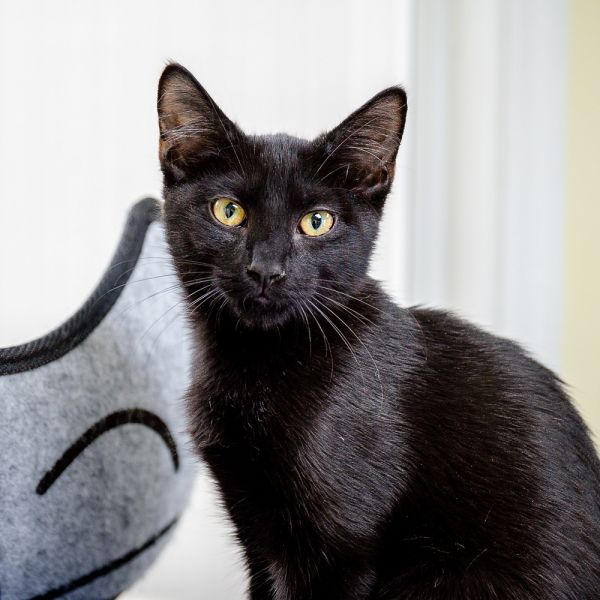 Percy