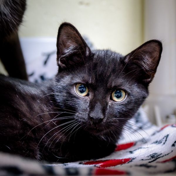Domino