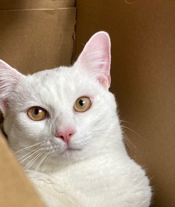 Blanco