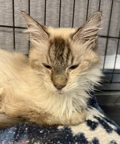 Sassy, an adoptable Himalayan, Domestic Short Hair in Morton Grove, IL, 60053 | Photo Image 1