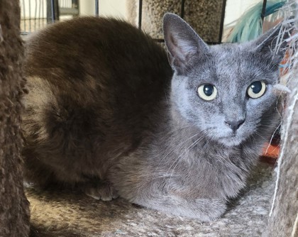 Junior, an adoptable Domestic Short Hair in Pendleton, OR, 97801 | Photo Image 1