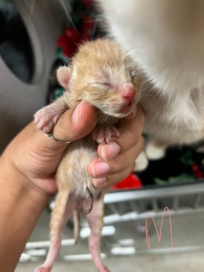 Baby James