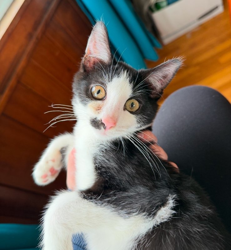 Dobby