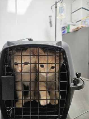 Cheese Puff (bonded with Nacho)