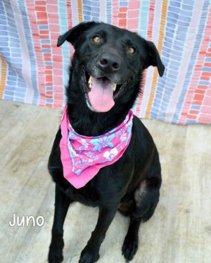 Juno