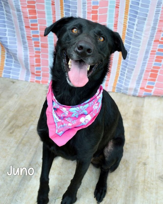 Juno