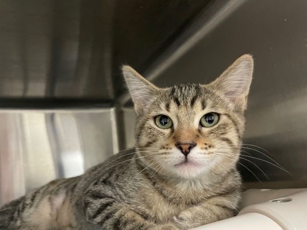 Tick Tabby Kitten