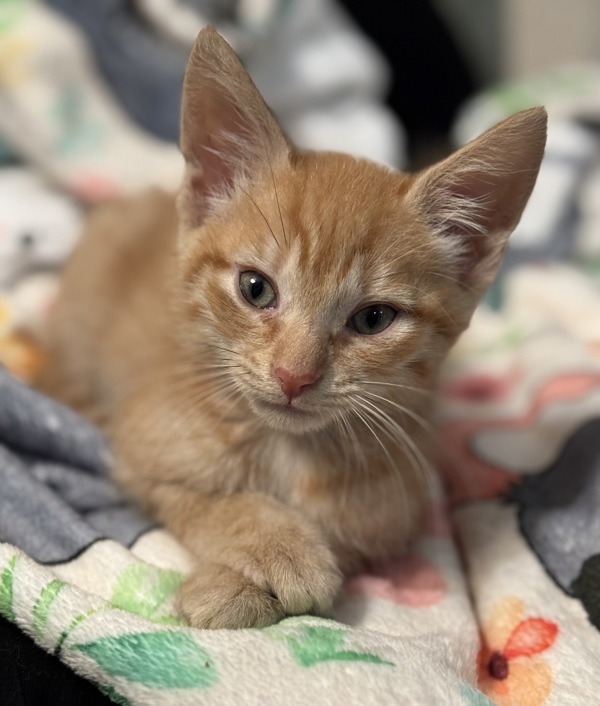 Gingersnap (with Saffron)