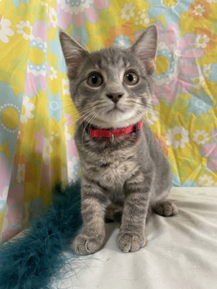 Torrocat