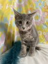 Torrocat