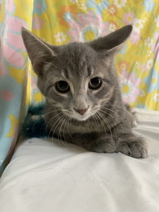 Skitty