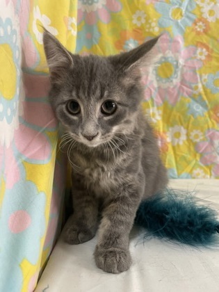 Purrloin