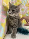 Purrloin