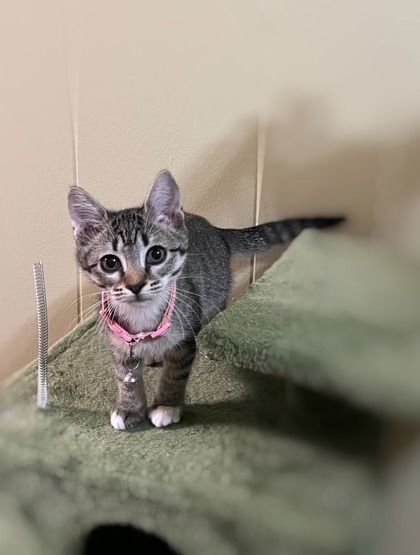 Lily