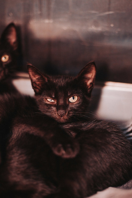 85814a Trenderhoof-PetSmart North Charleston