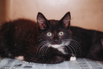 85518a Happy-PetSmart North Charleston