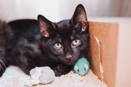 85521a Gilmore-PetSmart North Charleston