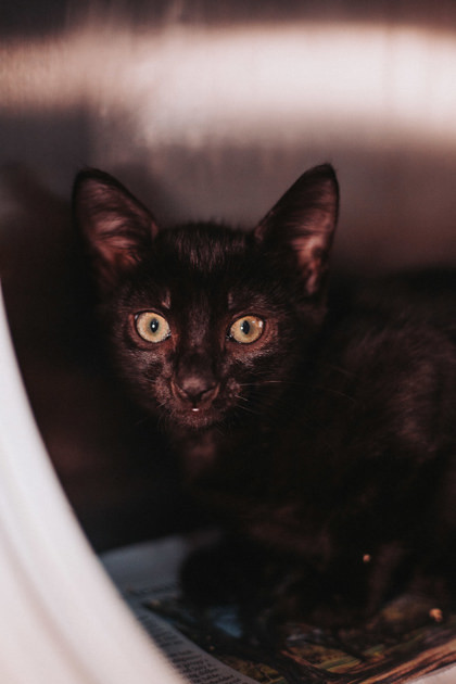 85815a Shining Armor-PetSmart North Charleston
