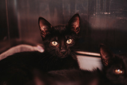 85813a Snips-PetSmart North Charleston