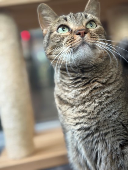 LYNX
