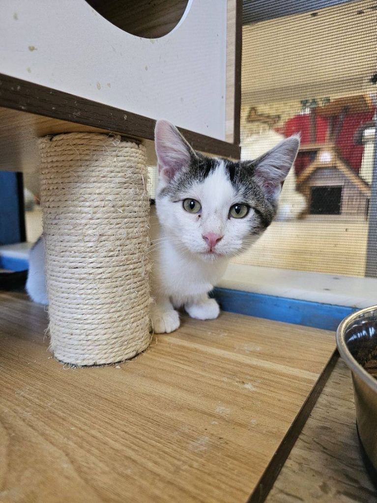 Nicky, an adoptable Domestic Short Hair in Heber City, UT, 84032 | Photo Image 1