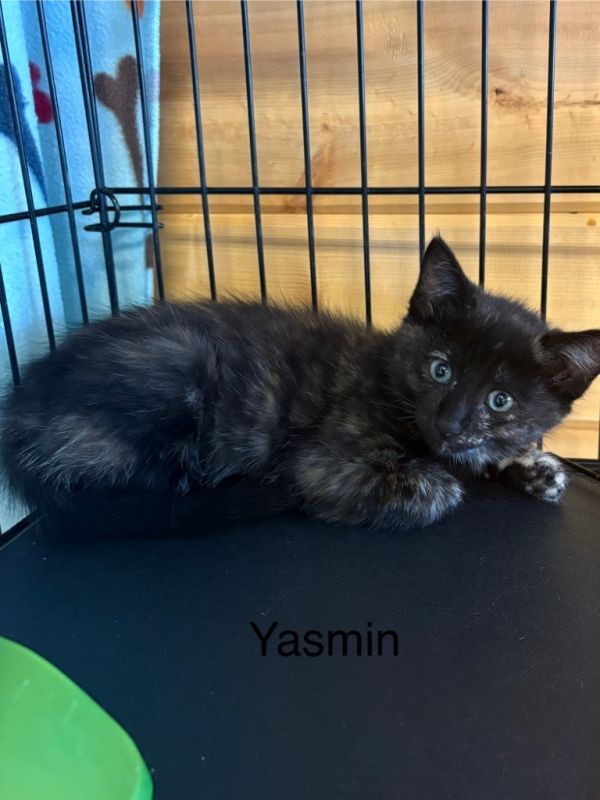 Yasmin